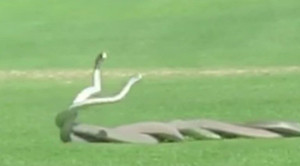 Clip: Rắn Mamba đen kịch độc quần nhau dữ dội giành bạn tình trên sân golf