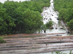 Phá rừng pơ mu ở Nghệ An: Khởi tố thêm 2 cán bộ kiểm lâm