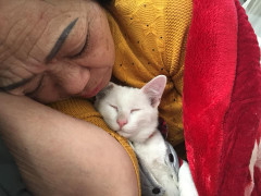 Cười thả ga với bộ ảnh các ông bố bà mẹ yêu mèo hơn cả con đẻ