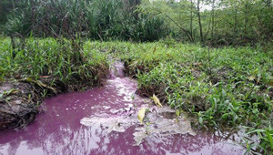 Nhà máy vàng mã xả nước thải màu tím hôi nồng nặc