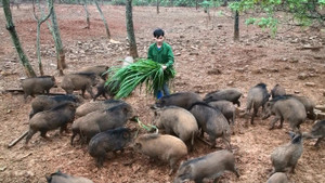 Video: Xem chàng trai điều khiển lợn rừng bằng tiếng còi xe máy