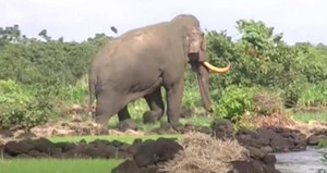 Voi rừng tàn phá hàng trăm triệu đồng của dân ở Đồng Nai