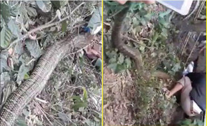 Khởi tố kẻ nuôi nhốt trái phép rắn hổ mang khổng lồ ở Vĩnh Phúc