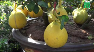 Cây cảnh độc, lạ đổ bộ TP.HCM trước thềm Tết Nguyên đán Mậu Tuất