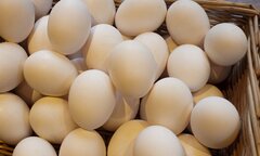 Nghiên cứu cho thấy trứng ngỗng không bổ bằng trứng cút