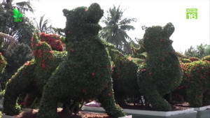 Cây kiểng hình thú 'siêu độc', giá cả trăm triệu đồng của nghệ nhân Tiền Giang