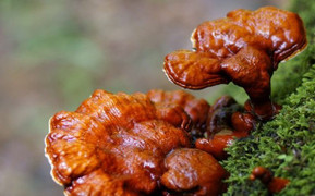 Nấm Lim Xanh – Giá bán nấm lim xanh