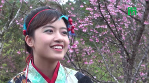 Video: Chiêm ngưỡng 19 loại hoa anh đào nở rộ đẹp ngỡ ngàng ở Điện Biên