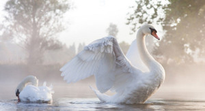 Cận cảnh thiên nga giá 60 triệu đồng/cặp chơi Tết ở Hà Nội