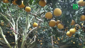 Được mùa bưởi Diễn, dân lo sốt vó, thức trắng đêm canh 'bưởi tặc'
