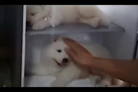 Video: Báo Anh đưa tin người Việt cho chó vào tủ lạnh tránh nóng