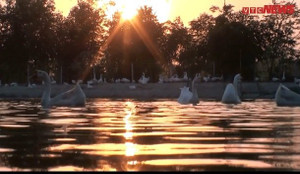 Chiêm ngưỡng trang trại hàng ngàn con ngỗng trắng cho thu nhập 'khủng' ở Bắc Ninh