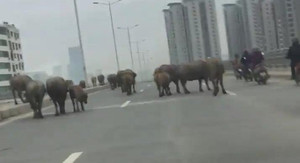 Clip: Đàn trâu nghênh ngang dạo chơi trên phố Hà Nội