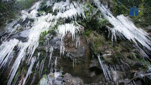 Video: Cận cảnh cây cỏ đóng băng đẹp kỳ vĩ trên đỉnh Phia Oắc, Cao Bằng