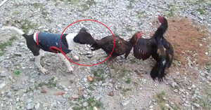 Chết cười clip gà đại chiến, chó nhảy vào can ngăn ở Thái Lan