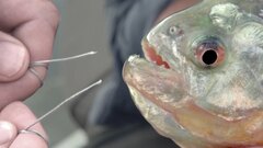 Cá piranha xé đứt dây thép, sợi áo chống đạn chỉ với 1 cú cắn
