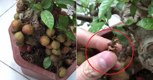 Clip: Mua sung bonsai nửa triệu đồng, tá hỏa phát hiện quả gắn bằng keo 502