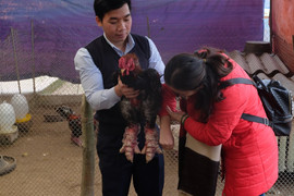 Video: Xem gà Đông Tảo nuôi bằng thịt bò, bán giá hàng chục triệu đồng trước Tết