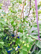 Học mẹ Việt kinh nghiệm trồng táo ta sai trĩu trịt bằng chậu trên sân thượng