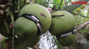 Video: Lão nông miền Tây 'nặn' dừa hồ lô giá 200.000 đồng/quả hút khách dịp Tết