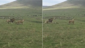 Video: Chó con nổi cáu, dọa cặp sư tử sợ khiếp vía