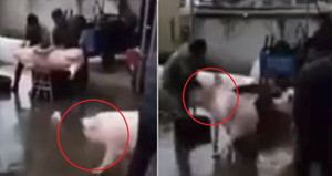 Video: Lợn tấn công người, cứu bạn ngay trên bàn mổ