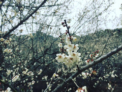 Rủ nhau lên ngắm hoa mận trắng nở khắp trời ở Mộc Châu