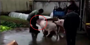 Lợn tấn công người, cứu đồng loại sắp bị giết thịt