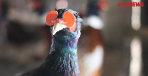 Trở thành tỷ phú ngoạn mục nhờ 'chiêu' đeo kính cho chim trĩ xanh