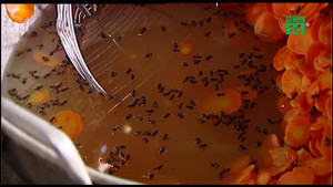 Video: Hãi hùng quy trình chế biến mứt Tết trộn lẫn bụi bẩn, ruồi nhặng