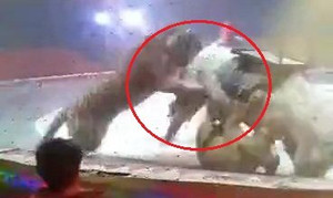 Clip: Đang diễn xiếc, hổ và sư tử cùng nổi điên cắn xé ngựa bạch