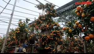 Clip: 'Siêu quất' hình rồng chơi Tết, trả trăm triệu không bán