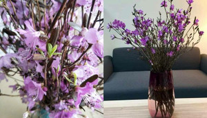 Sự thật về hoa đỗ quyên ngủ đông - 'cành củi khô' bị tẩm hóa chất?