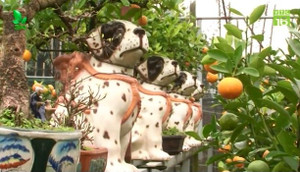 Quất bonsai cưỡi chó đốm cháy hàng trước Tết