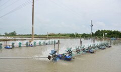 Cần sớm nhân rộng mô hình tiết kiệm điện trong nuôi tôm tại Sóc Trăng