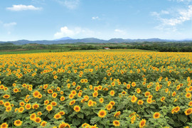 Đây là bí quyết làm tăng hàm lượng Omega 3 trong sữa tươi của Trang trại TH