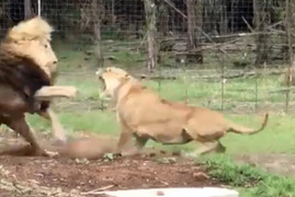 Video: Bị phớt lờ, sư tử cái nổi máu ghen tấn công con đực