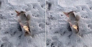 Clip: Cá ngắc ngoải giãy giụa khi bị đóng băng giữa trời -30°C