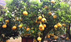 Bưởi vàng trưng Tết giá 40 triệu đồng/cây hút khách Sài Gòn