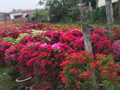 Ảnh: Rực rỡ hoa Tết trên đất 'thép' Củ Chi