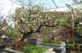 Vườn mai trắng đẹp hiếm có ở Hà Nội sẵn sàng phục vụ Tết