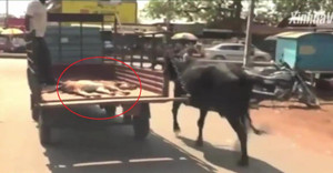 Clip bò mẹ chạy theo xe tải chở bê con đi viện khiến người xem rơi lệ