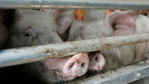 Không phải hạt nhân, đây mới là mối đe dọa bán đảo Triều Tiên trước Thế vận hội