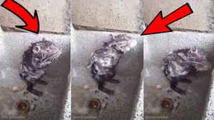 Clip chuột biết kỳ cọ tắm rửa như người khiến cả thế giới sửng sốt