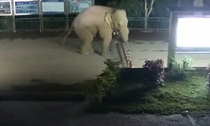 Video: Quá đói, voi Trung Quốc vượt biên tìm thức ăn