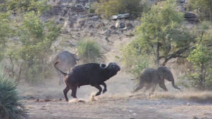Clip: Đàn trâu rừng dũng mãnh tấn công sư tử, cứu mạng voi con