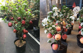 Táo cảnh Trung Quốc nguyên cây chơi Tết: Có độc, cấm ăn