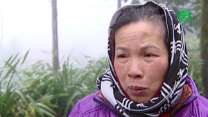 Người trồng hoa Lào Cai thiệt hại nặng sau mưa tuyết, rét hại kéo dài