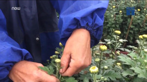 Nông dân thắp đèn, ngắt nụ cho hoa nở đúng Tết