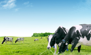 Vinamilk chốt danh sách cổ đông tạm ứng cổ tức bổ sung đợt 1/2017 bằng tiền tỷ lệ 15%